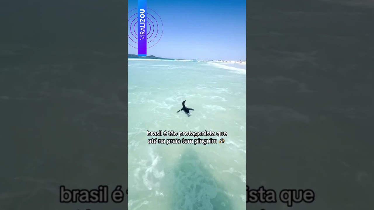Pinguim aparece surfando e surpreende banhistas em Cabo Frio RJ | g1 shorts
