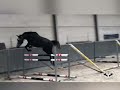 حصان القفز talentvolle springpaarden te koop