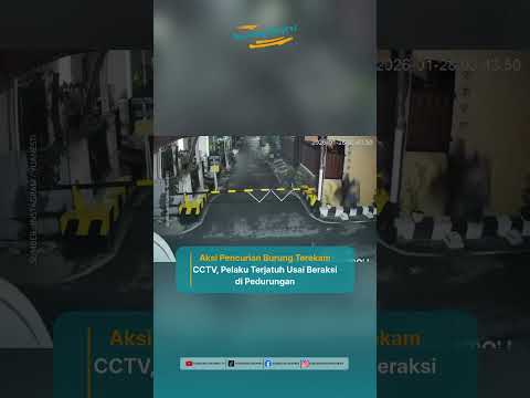 M4L1NG BURUNG TERJ4TUH SAAT MELANCARKAN AKSINYA