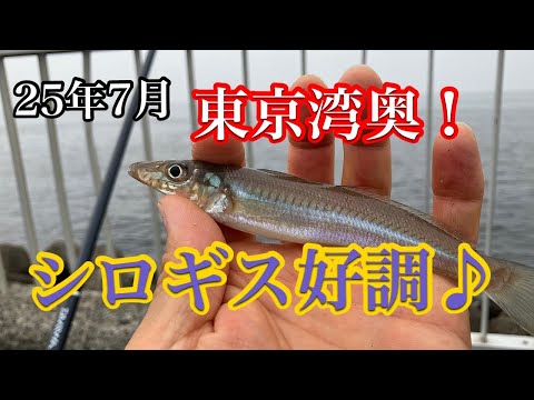 【25年7月】東京湾奥でシロギスが好調♪と聞いて行ってみた！