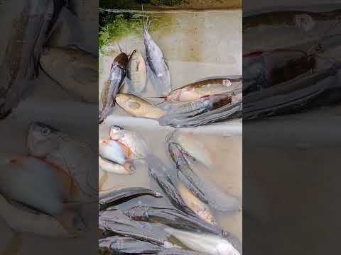 Câu cá tra móm quá giăng lưới lại #shorts