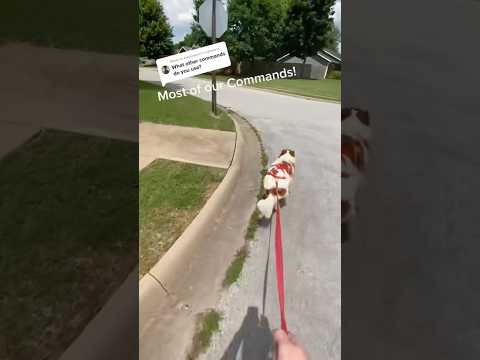 All of our riding commands! #dogboarding #dog #puppy #skate #nwarkansas