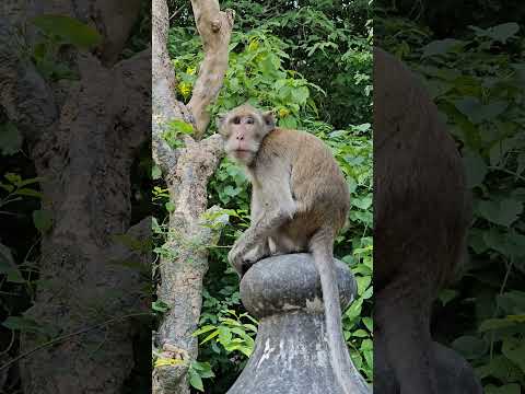 เจ้าจ๋อวัดถ้ำเขาหลวงเพชรบุรี