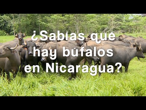 ¿Sabías qué hay búfalos en Nicaragua?