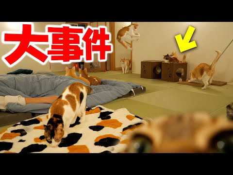 猫の動画サムネイル - 【神回】飼い主が寝ている間の猫たちをモニタリングしたら衝撃の事件が起きていましたwwww