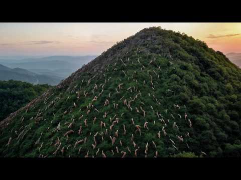 被遺棄在孤島上的數千頭綿羊，後來的發展，讓所有人都說不出話來