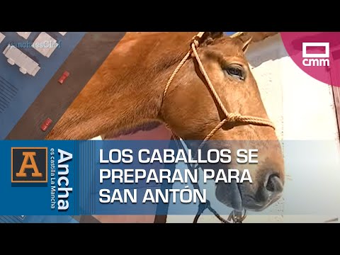 Los caballos se preparan para San Antón | Ancha es Castilla-La Mancha