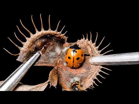 I Opened Old Venus Flytraps…What Was Still Inside? | 4K Macro