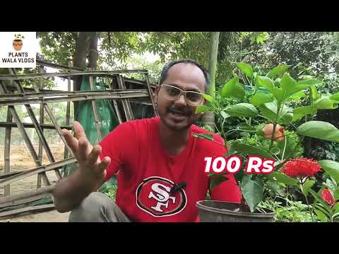 All Plants Available 