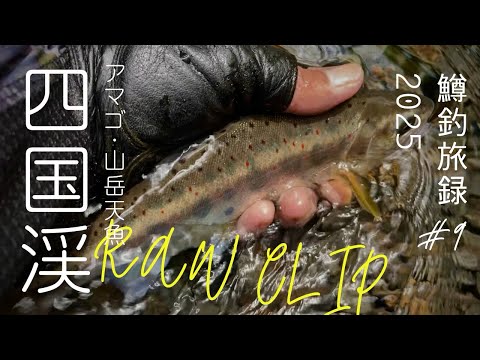 🌏原始の自然が残っています ⛰️2025夏・四国_徳島県_山岳アマゴ🐟#鱒釣旅録 RAW CLIP 2025 #トラウトフィッシング #SHIKOKU#japan 