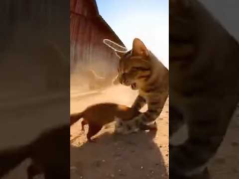 BRAWL! Farm Cat Unleashes Fury on Weasel! 😼💥🌾🎥