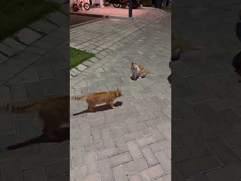 Kucing Cuwil Dan Orang Minta Es Jeruk Dari Tante #remix #cat #nizamkucinglucu #cute #貓咪日常 #imut #貓