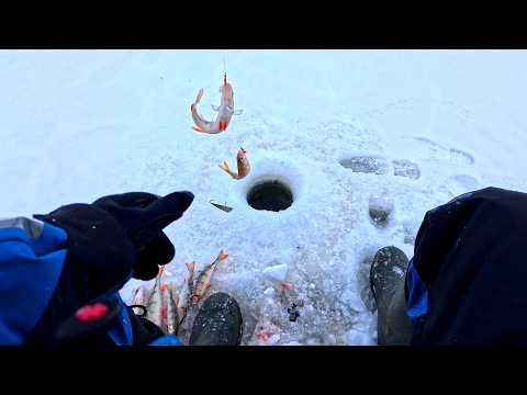 Зимняя рыбалка у дома! Ловля окуня быстро и просто.