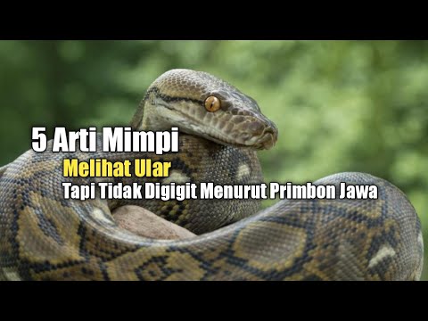 5 Arti Mimpi Melihat Ular Tapi Tidak Digigit Menurut Primbon Jawa