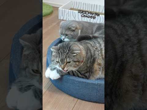 猫の動画サムネイル - おしゃれなキャットタワーラックを買った飼い主の末路がこちら🤣🤣🤣 #猫
