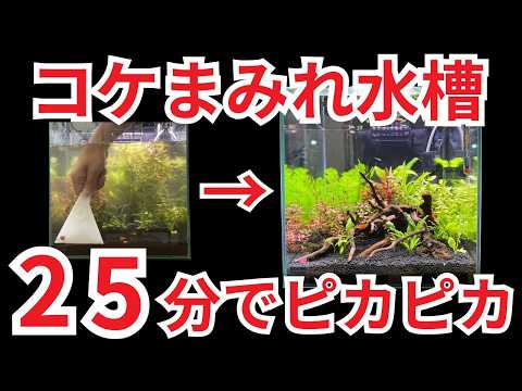 【はじめてでも簡単! 】30センチ小型水槽の掃除方法をすべて見せます