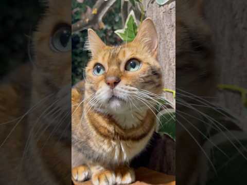 目に入れても痛くない美人猫さん【#京都ひょう猫の森 】