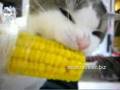 Corn on the cob eating CAT???   hilarious