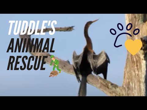 Tuddle Tries To Rescue A Cormorant