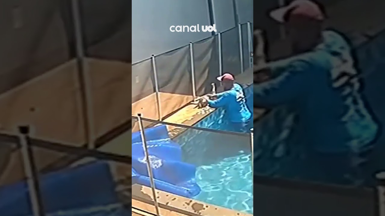Piscineiro salva cachorro de afogamento em piscina com massagem cardíaca; veja vídeo