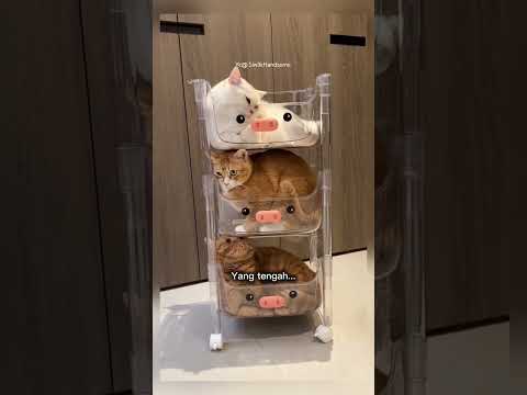 kucing ini lucu tidur nyenyak di tempat masing - masing #shorts #short