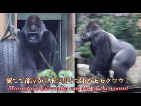 子ゴリラのキンタロウの叫び声を聴いて、慌てて様子を見に行く父モモタロウ!⭐️Gorilla【京都市動物園】Momotaro heard his son's scream and came out!