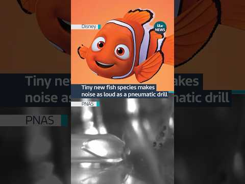 Why’s this fish so noisy? #itvnews #news #science
