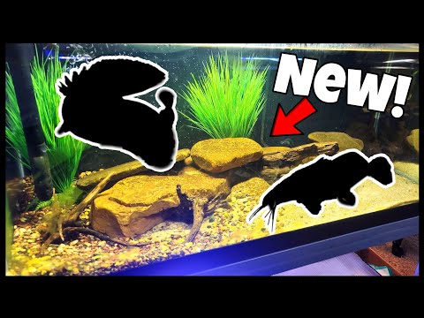Adding New Monster Fish To My Aquarium! Today I am adding new monster fish to my aquarium!

These fish were stuck in Dallas, TX for 10 days 