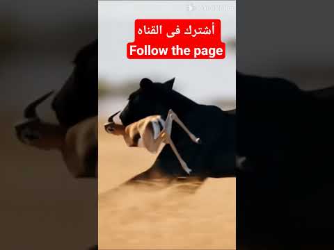 الغزلان تنقز غزاله صغيره من نمر اسود #اكسبلور #automobile #funny