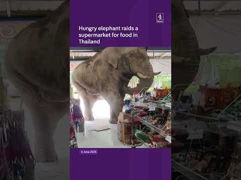 Hungry elephant raids a supermarket for food in Thailand