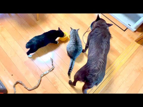 猫の動画サムネイル - 猫の後ろに大きなヘビ置いてみると。。