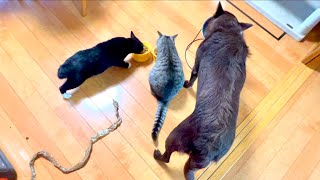 動画サムネイル