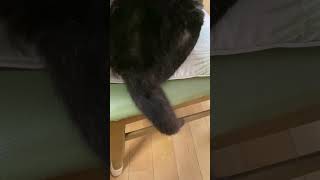 しっぽぴこぴこネココニャン❗️🐱😺 #cat #cute #catvideos #japan #ねこ