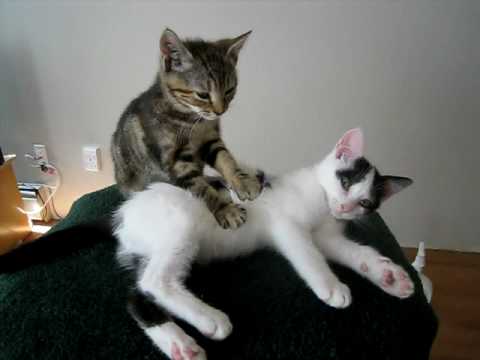 Masajes de gatos