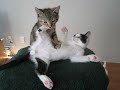 Kitten Massage Therapy