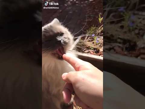 癒しのかわいい猫映像｜心温まる動画でリラックスしよう サムネイル