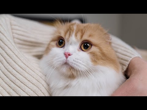 Зоозащитница напала на человека за критику кота в соц сетях