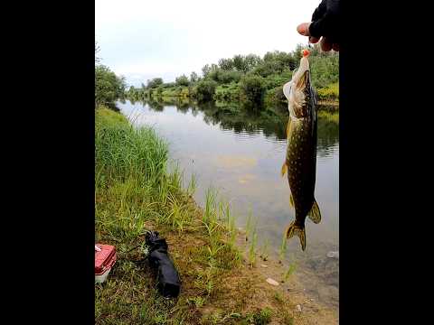 Northern pike fish 🐟 😍 😋 catch and release time