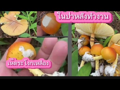 แม่ไปดูเห็ดระโงกเหลืองตอนเช้าท