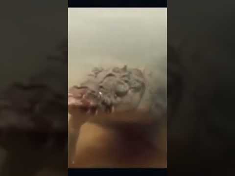 انه ليس تمساح عاديا #وثائقي #وثائقيات