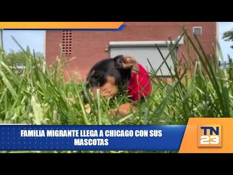 Familia migrante llega a Chicago con sus mascotas
