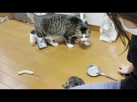 猫の動画サムネイル - 子猫がお母さんに甘えているのを見て拗ねる猫