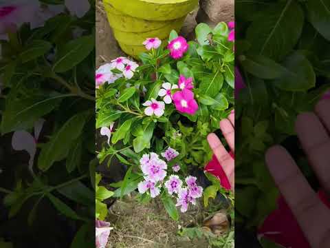 जाफरी फूल #nature #flowers #garden #viralvideos #viralshort