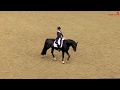 حصان الفروسية Adembenemend dressuurtalent!