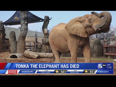 Tonka the elephant euthanized at Zoo Knoxville