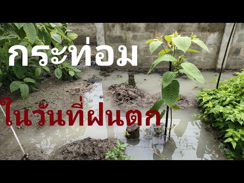 กระท่อม-ได้รับอิสระออกสู่สังคม กระท่อม-ได้รับอิสระออกสู่สังคม
