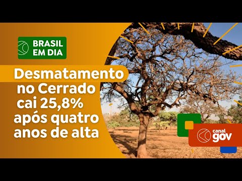 Desmatamento no Cerrado cai 25,8% após quatro anos de alta