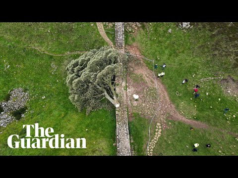Boy, 16, arrested after famous Sycamore Gap tree cut down in Northumberland