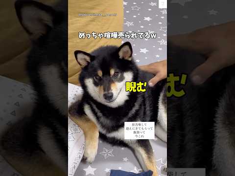 これは面白い‼️めっちゃ煽ってくる柴犬😂　#柴犬　#黒柴　#犬　#おもしろ #煽り サムネイル