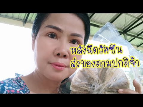 หลังฉีดวัคซีนโควิด หลังฉีดวัคซีนโควิด